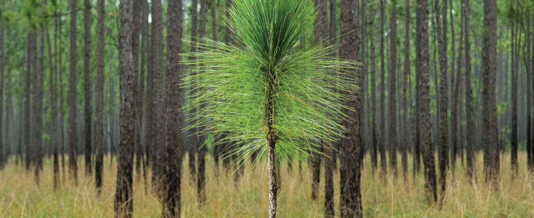 What is Longleaf Baseball?