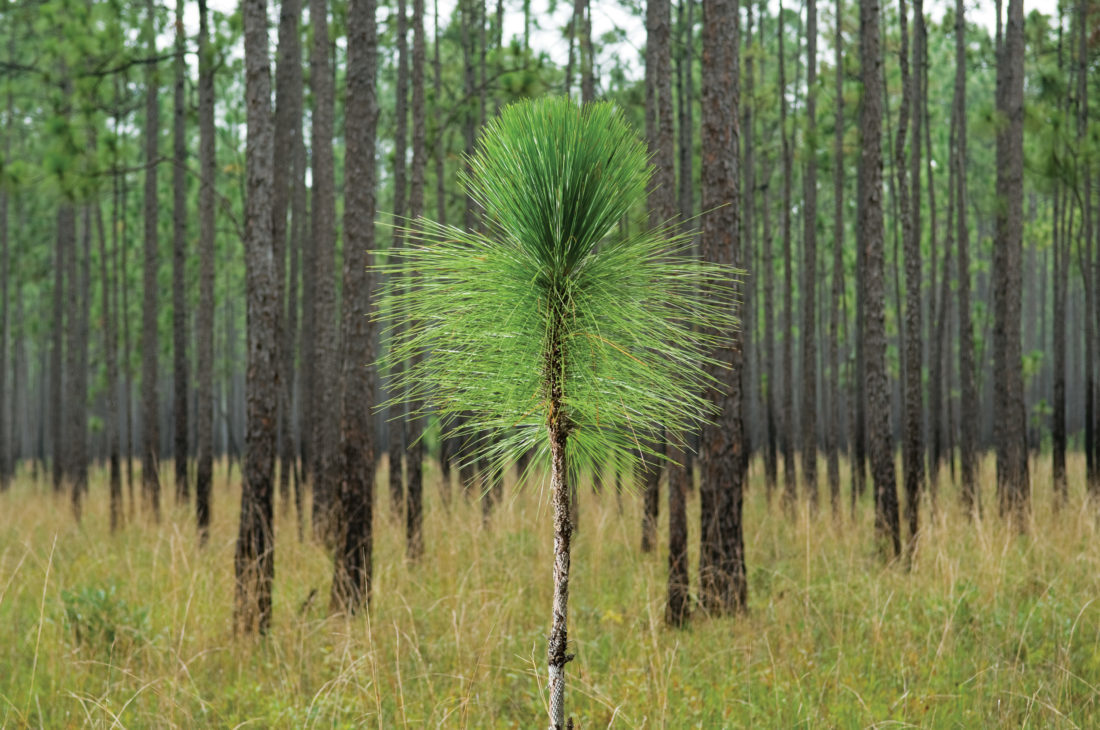 What is Longleaf Baseball?