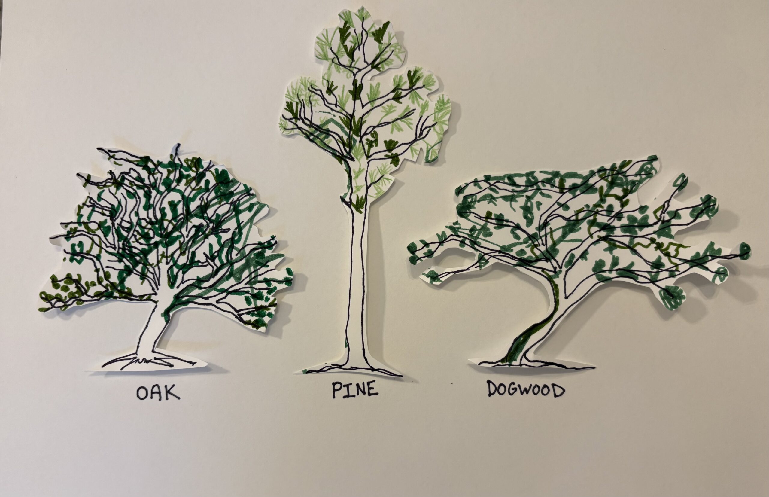 Raleigh Team Names: Trees